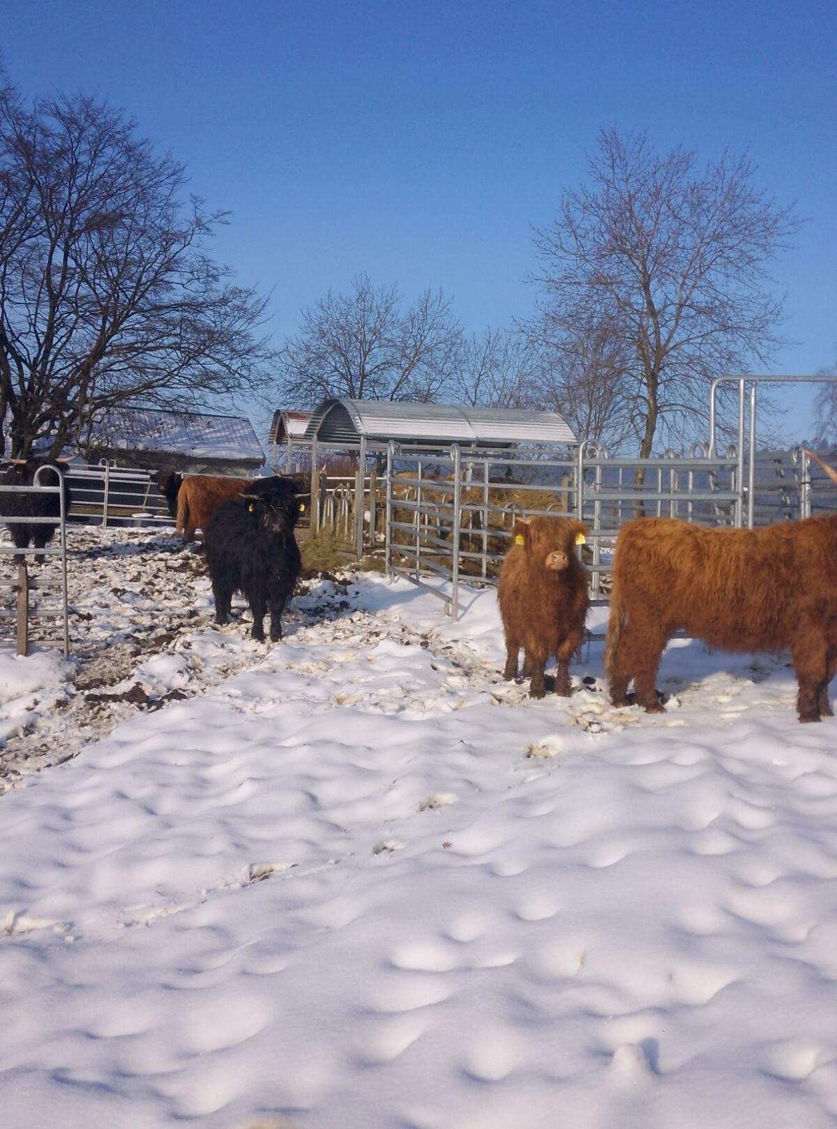 Highland Rinder Absetzer weiblich Bio 2