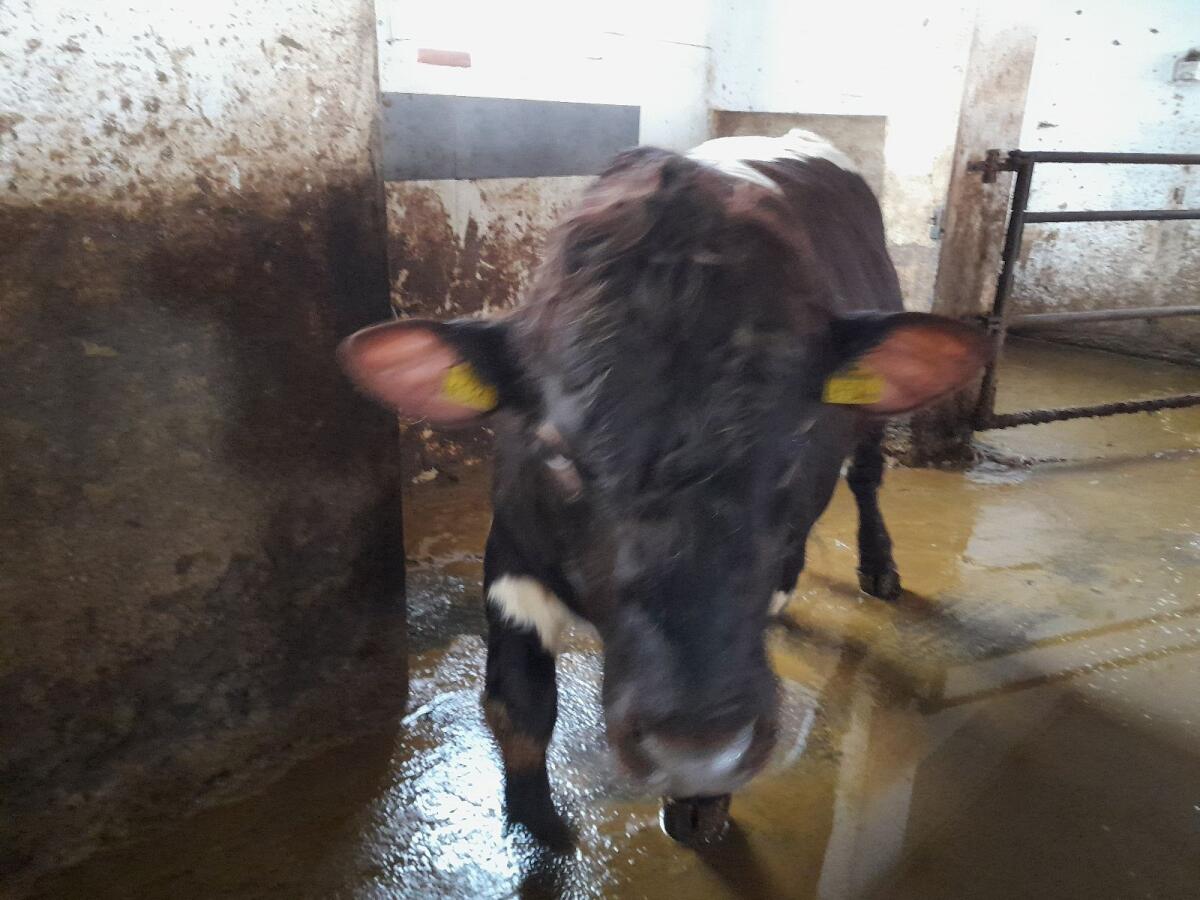 Pinzgauer Deckstier 2