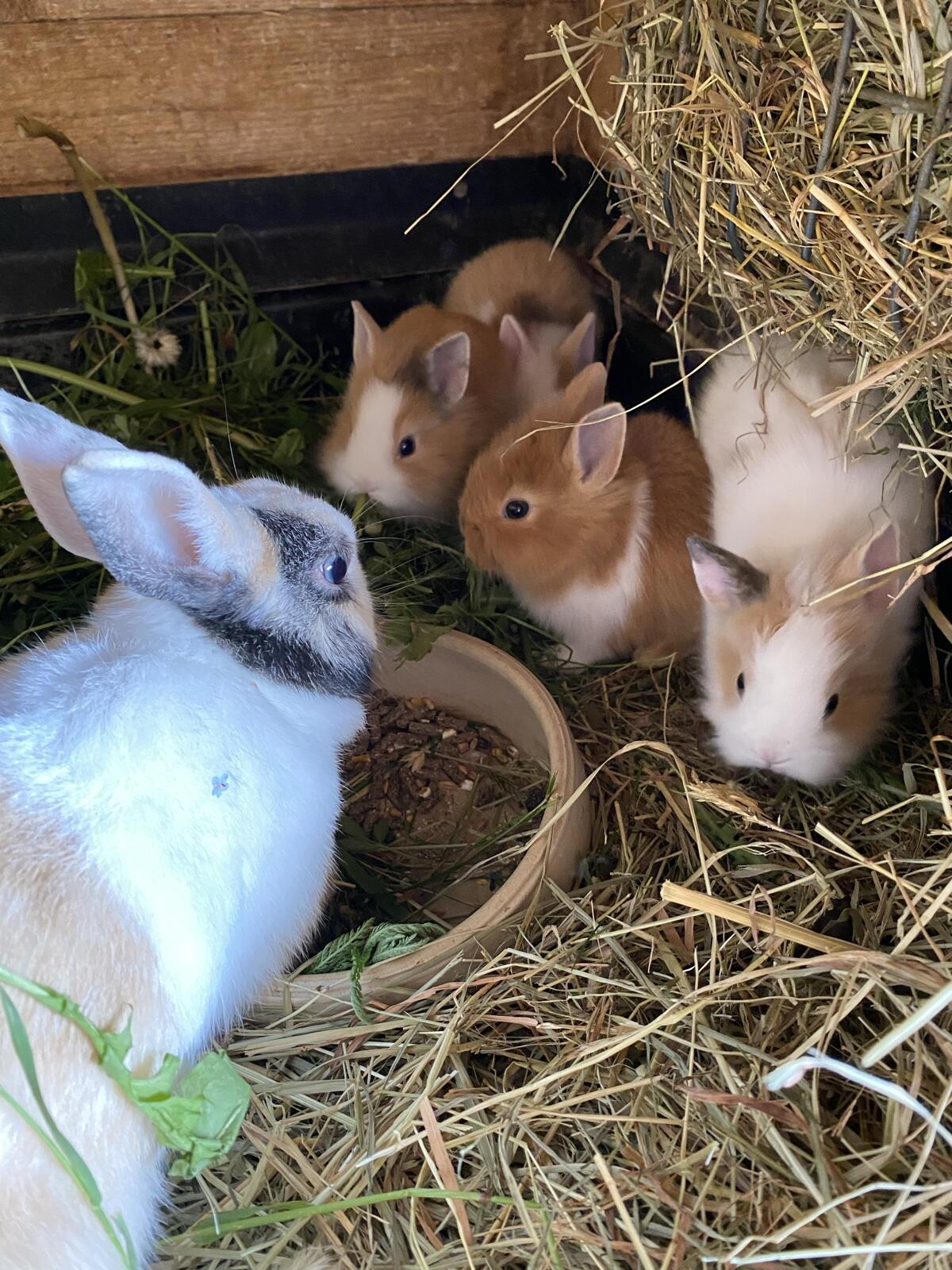 Liebe Löwenkopfzwergkaninchen 3