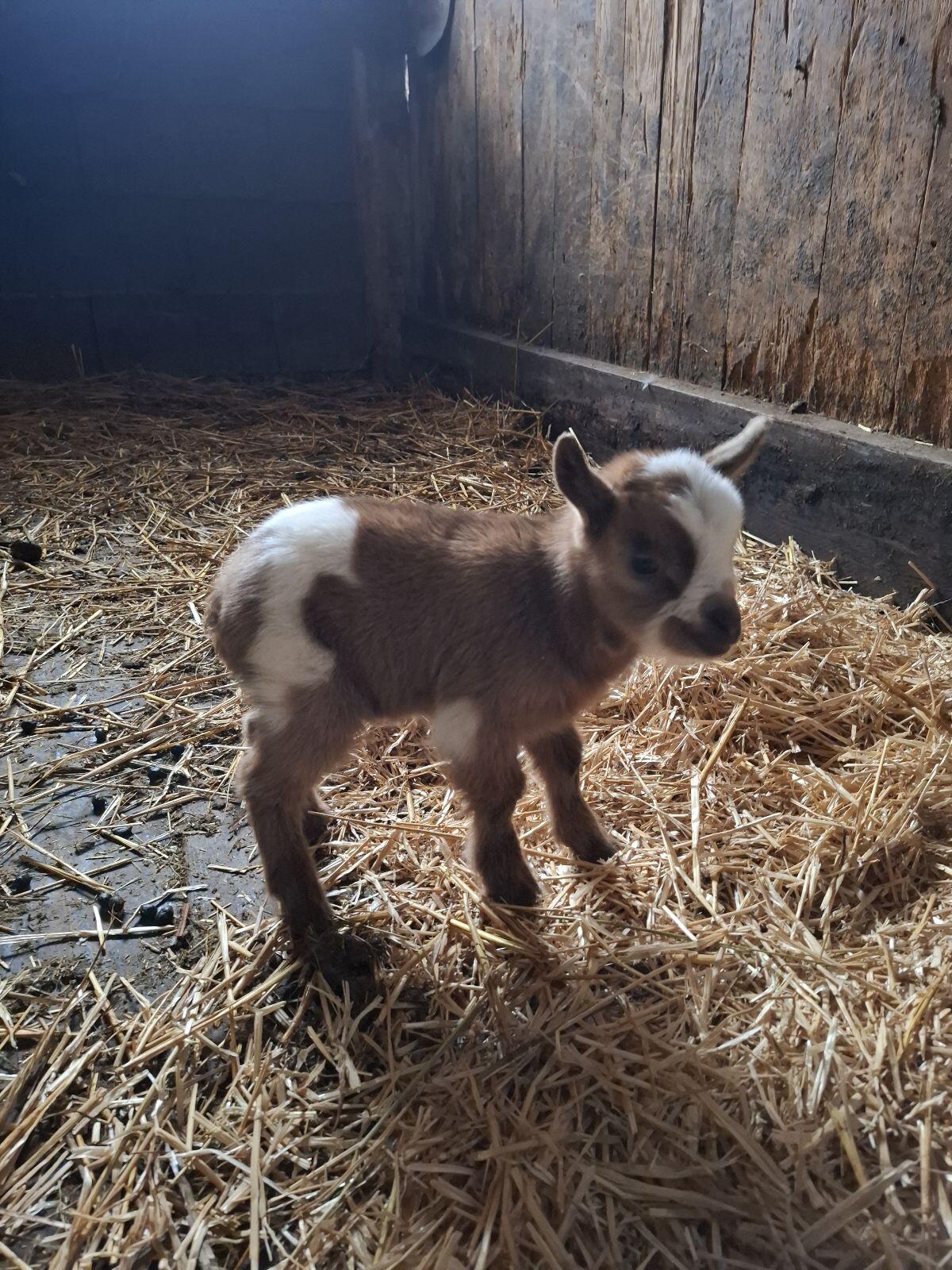 Mini Zwergziegen 3