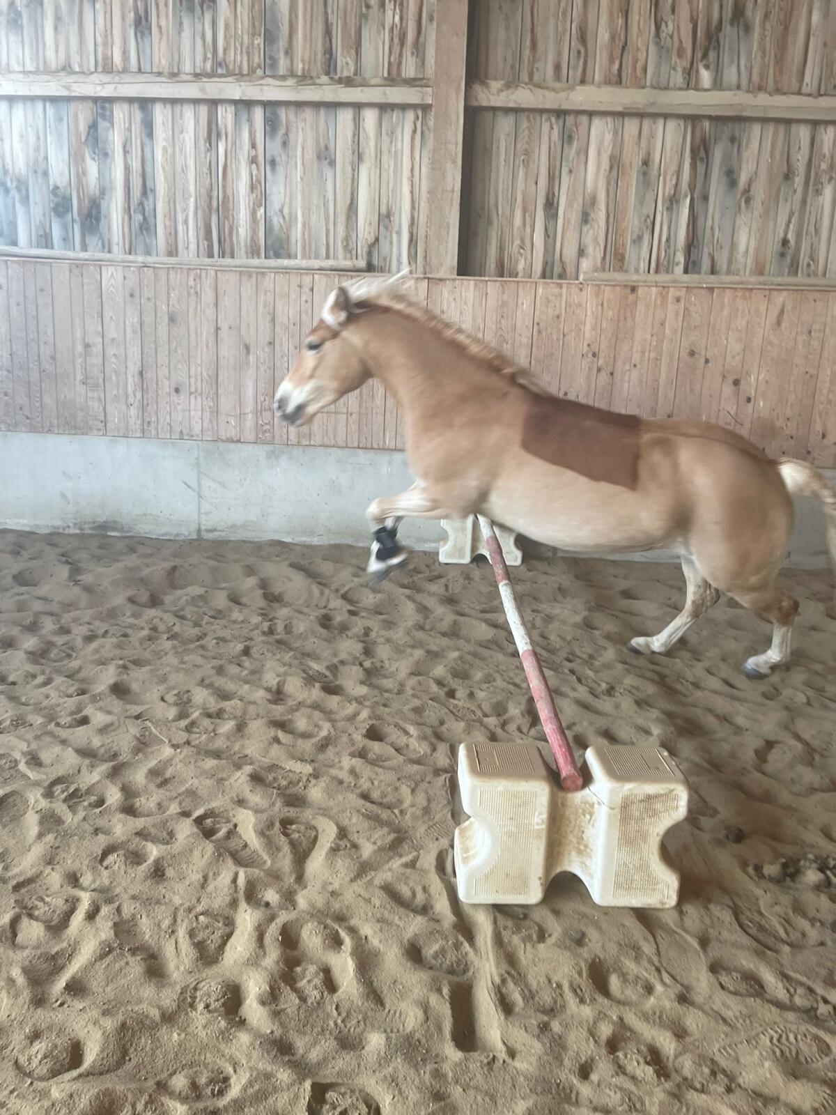 Tolle Haflinger Stute 2