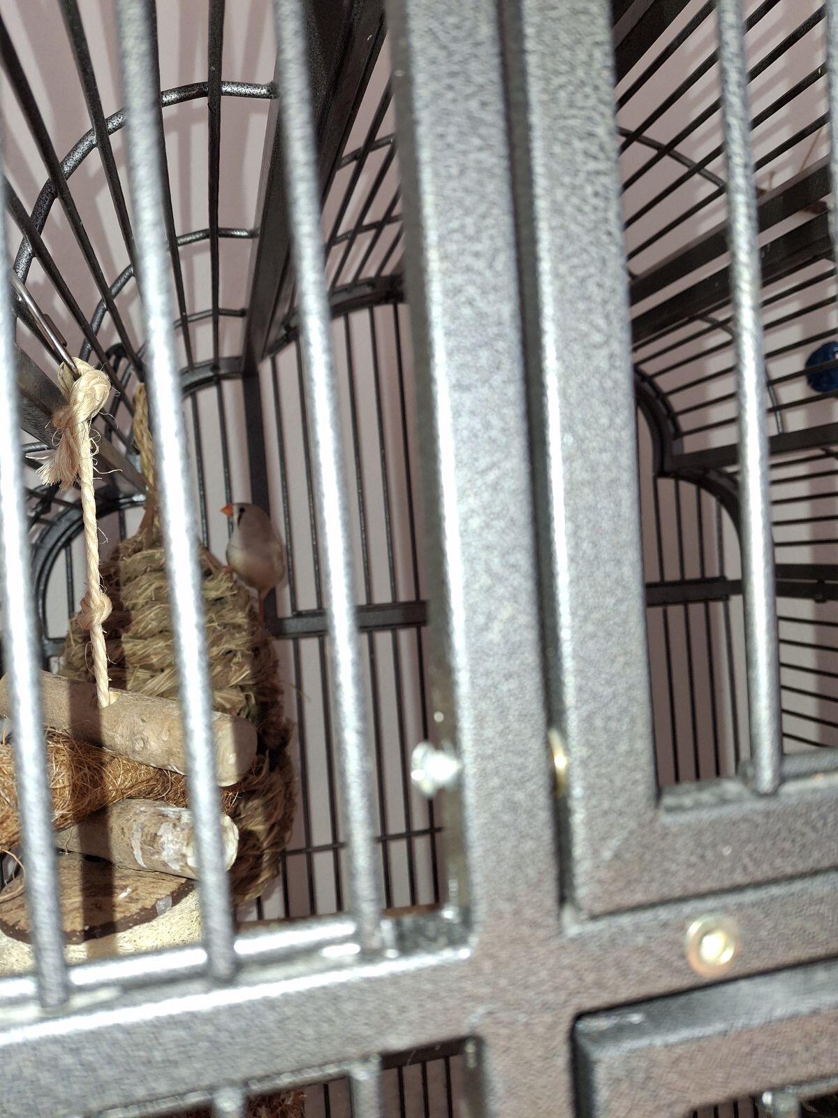 2 Wellensittiche und 1 Fink 3