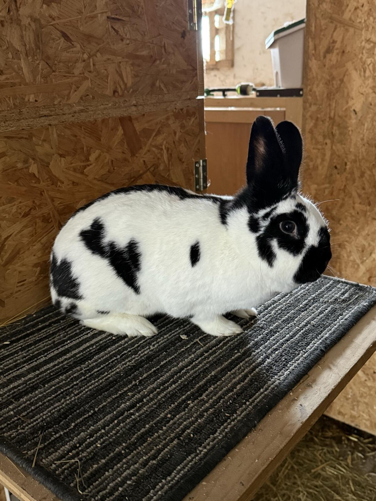 Mischlingshäsin Holicer/Dreifarbenscheck 2