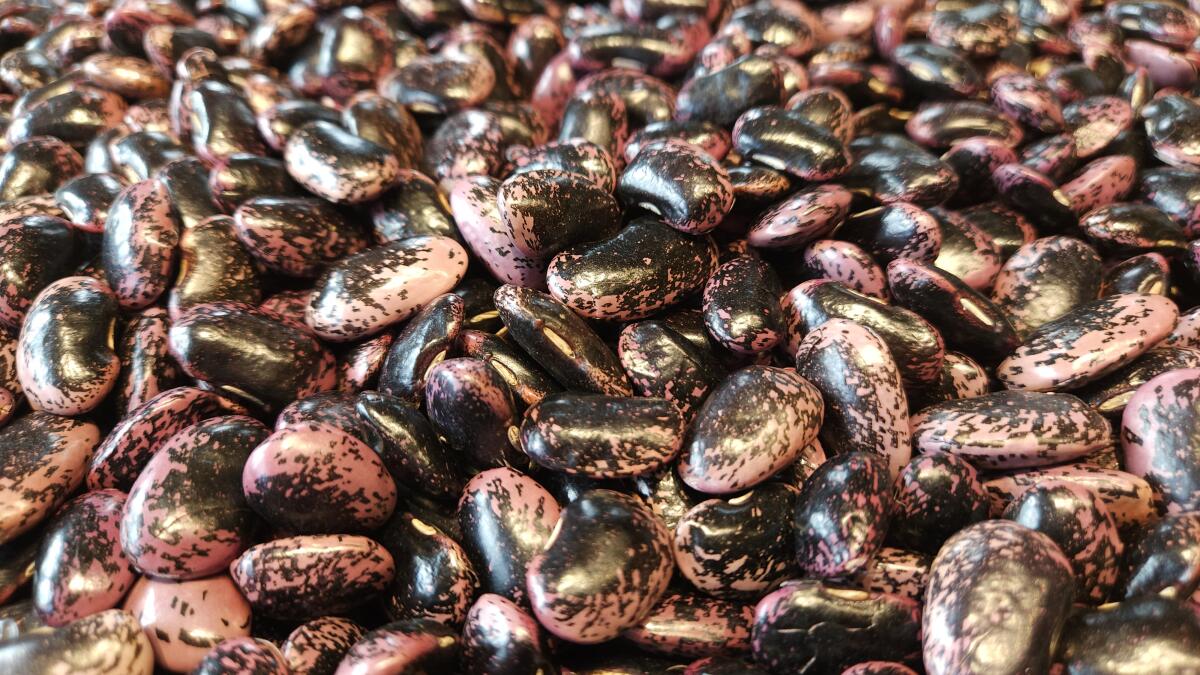 Steirische Käferbohnen g. U. oder als Saatgut, Ernte 2025 3