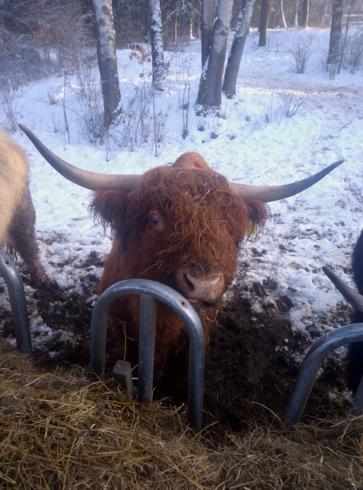 Highland Bulle Bio 2