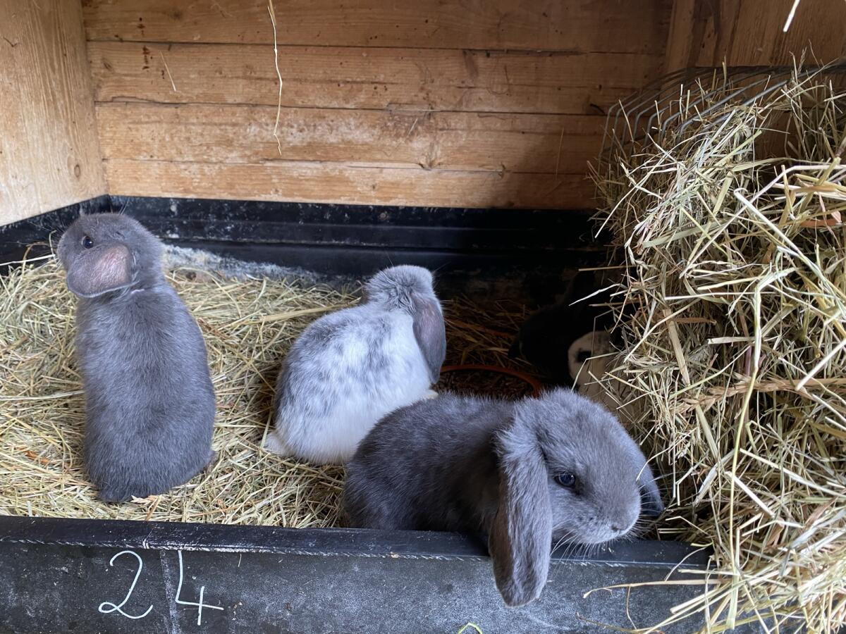 Liebe Löwenkopfzwergkaninchen 2