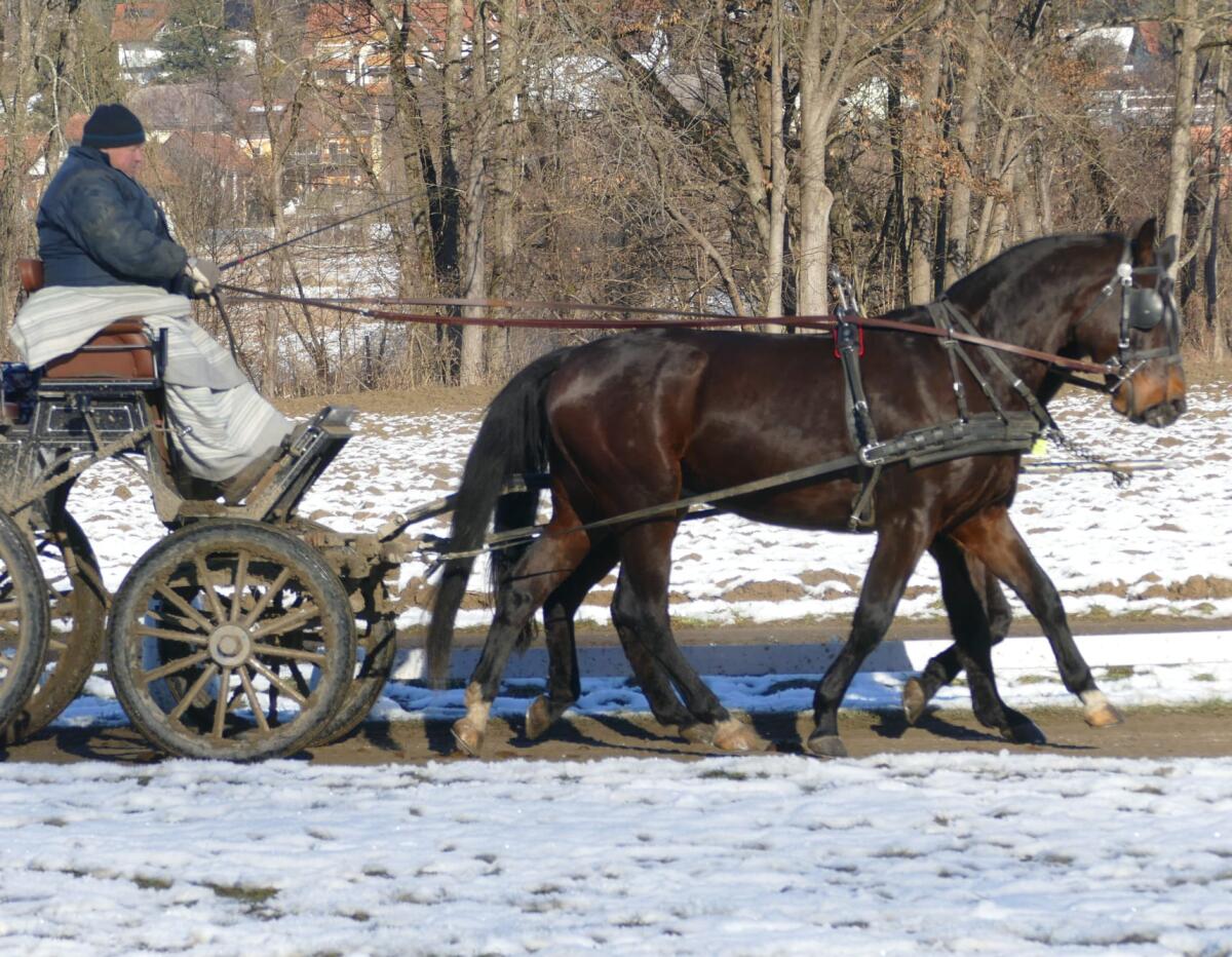 Eleganter Rappe Polnischer Warmblüter Wielkopolski 2