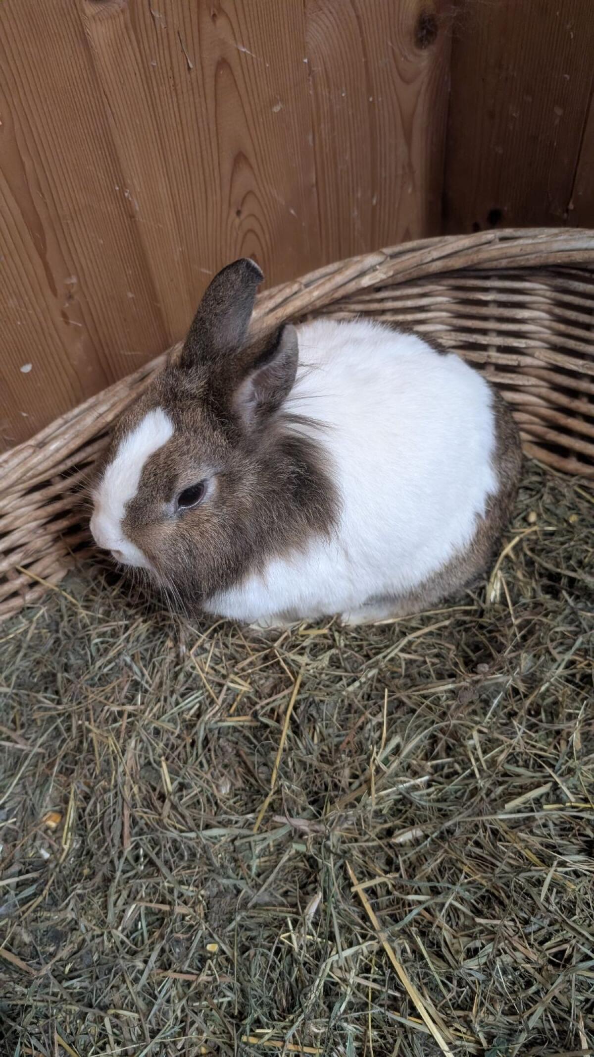 Löwenkopf Zwergkaninchen Weibchen - 2 Jahre alt 2