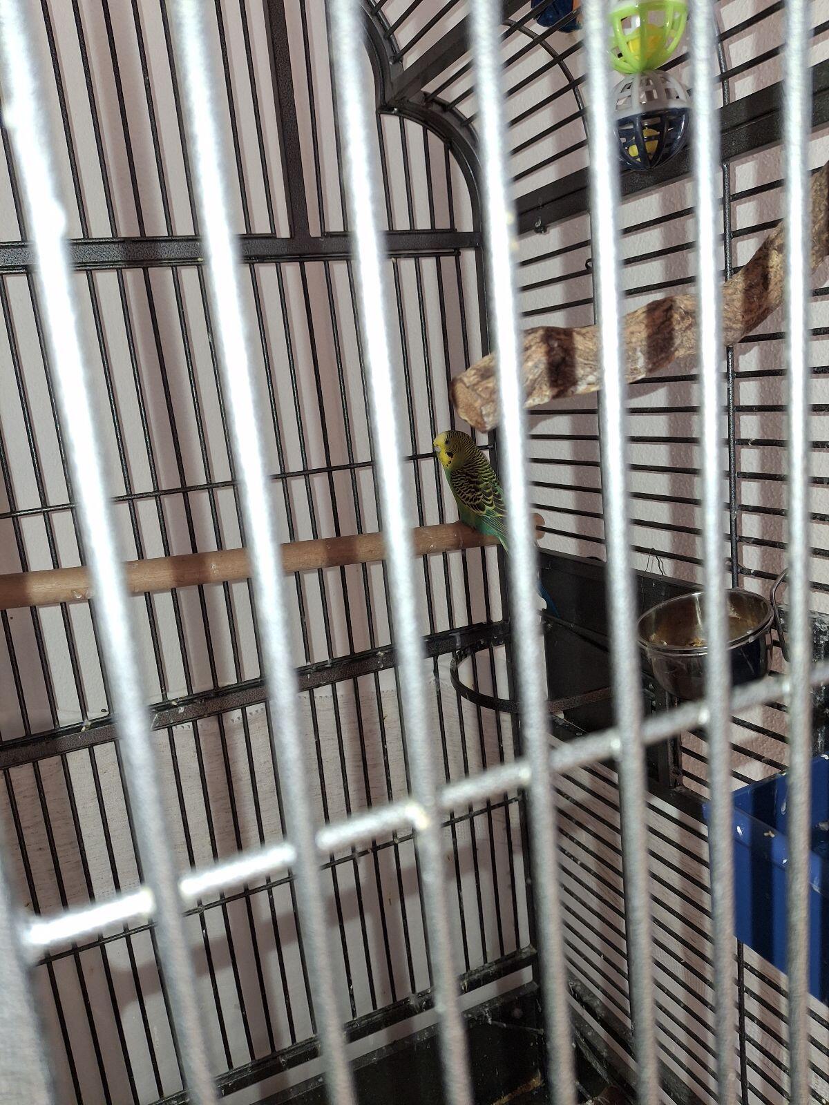 2 Wellensittiche und 1 Fink 2