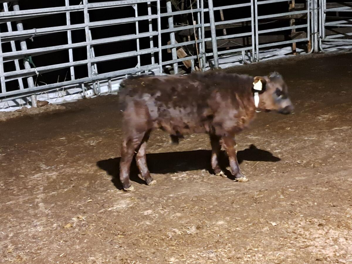 Bio Dexter Stierkalb 3