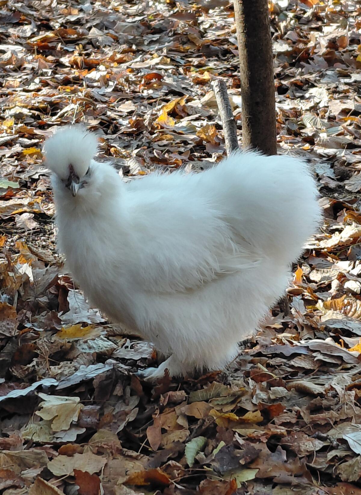 Seidenhühner Hennen 2