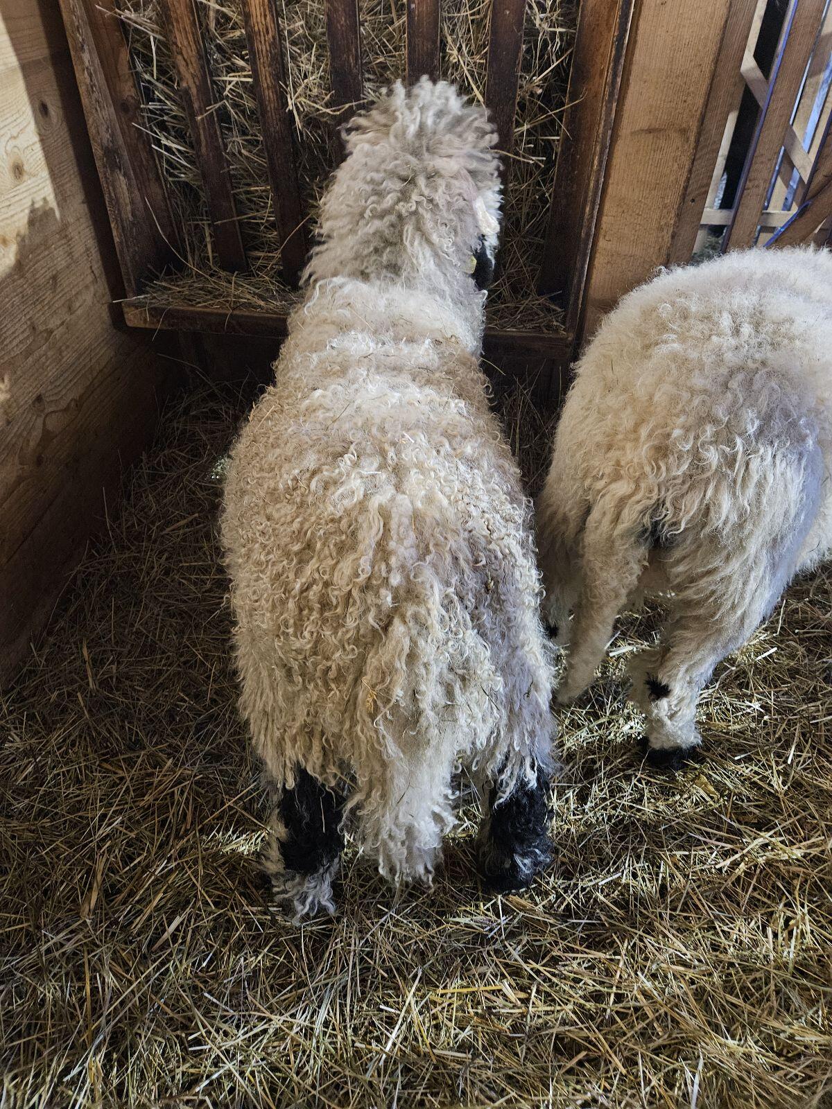 Walliser Schwarznasen Widderlamm 2