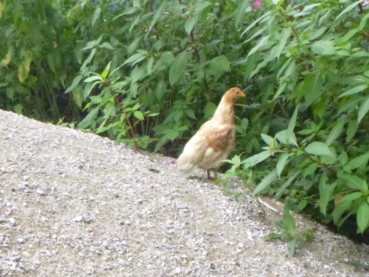 Vergebe Buschhühner paarweise 2