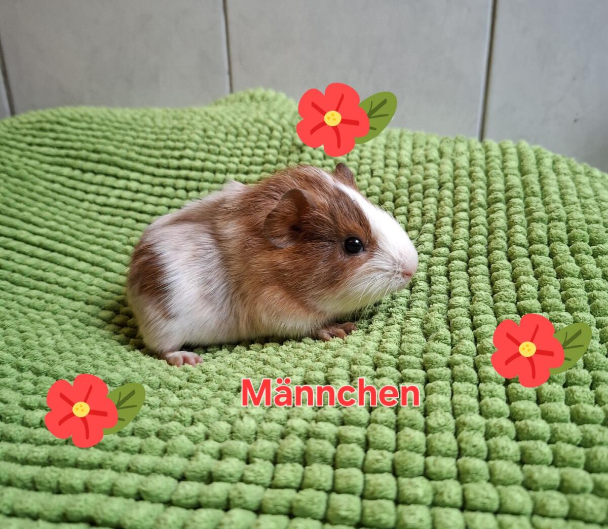 Süße Meerschweinchen 3