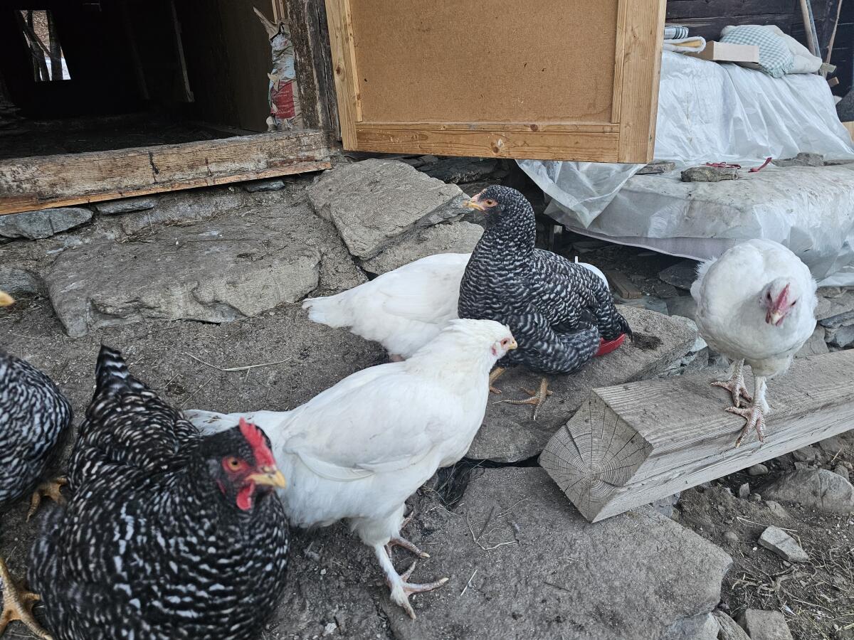 Mechelner Junghennen suchen neues Zuhause 2