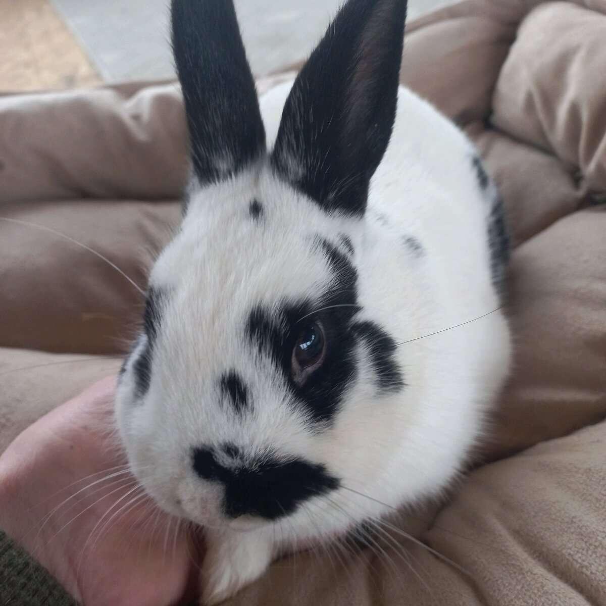 Kaninchen Zwergkaninchen Rammler Hase 3