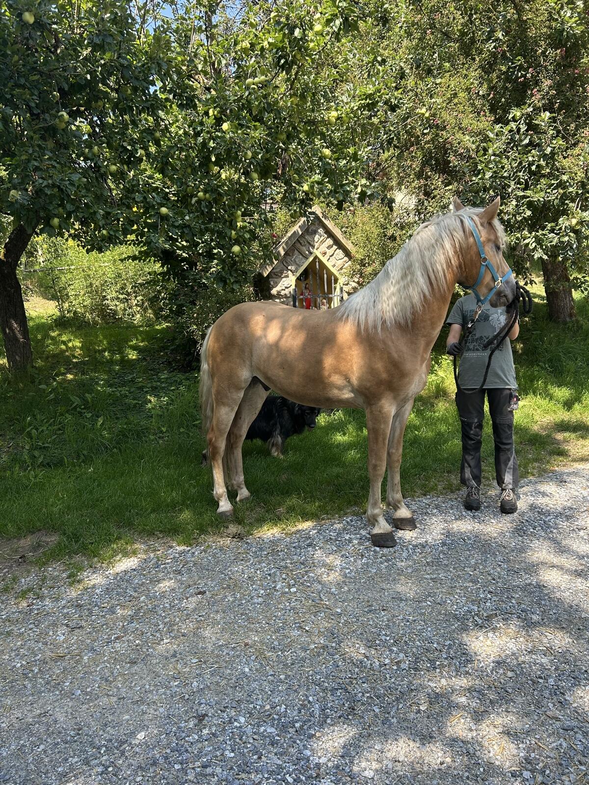 Haflinger-Wallach 2
