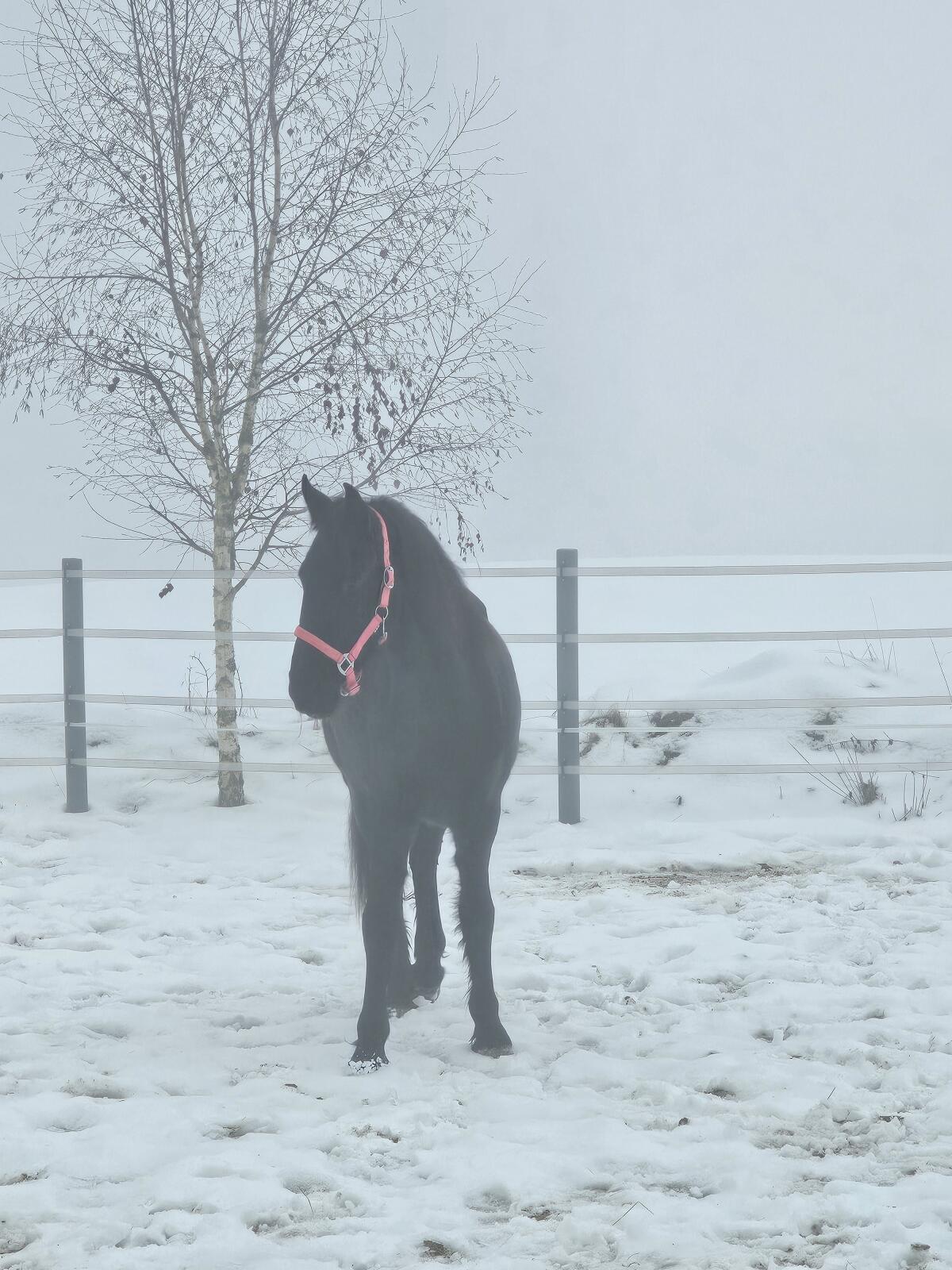 Verkaufe hübsche brave Friesenstute 3