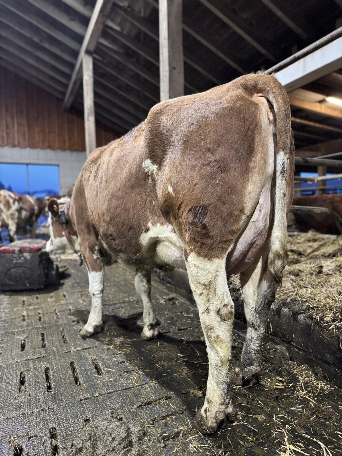 Fleckviehzuchtkuh aus dem Betrieb Moitzi in Obdach 3