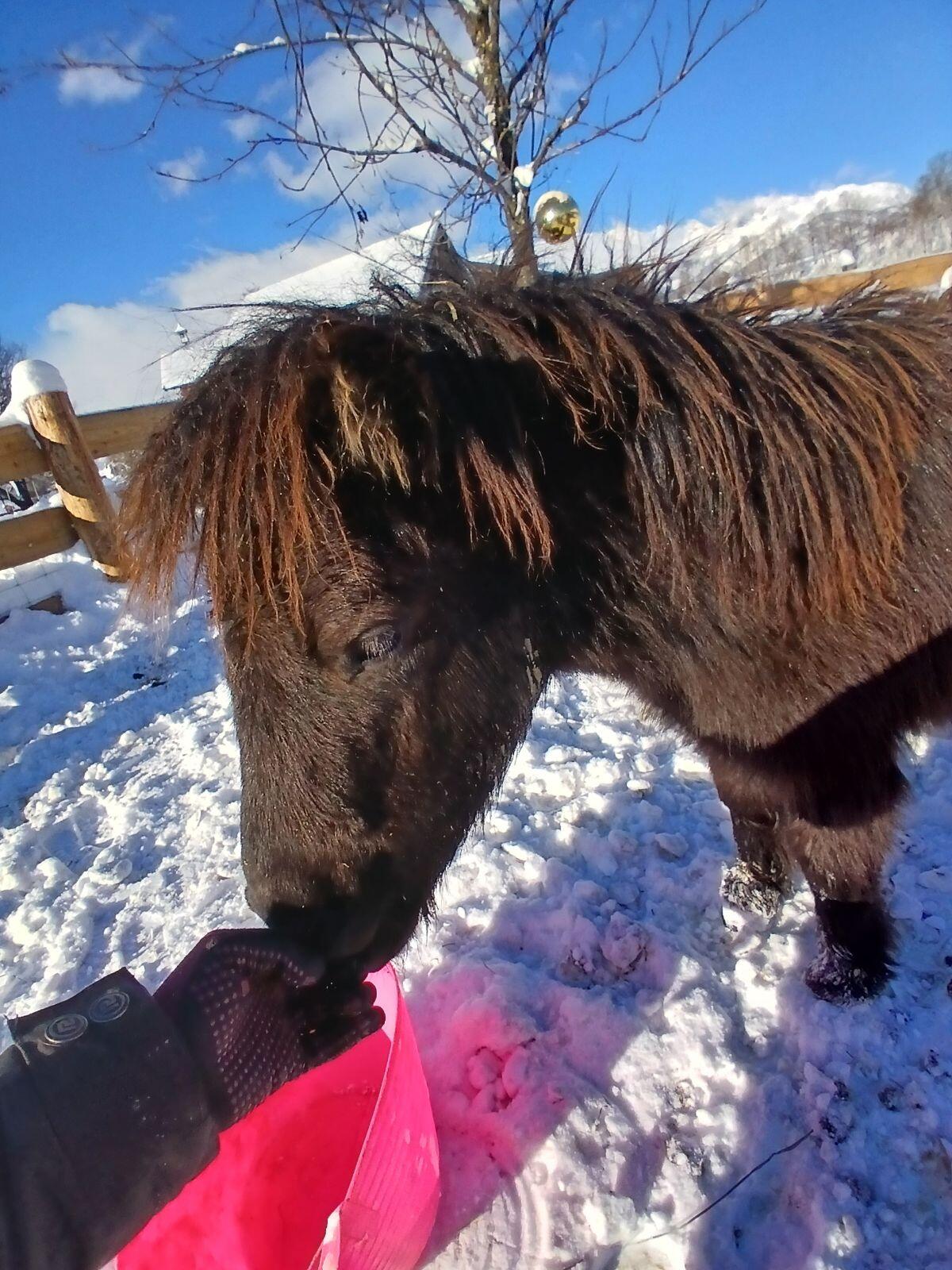 Minishetlandpony 3