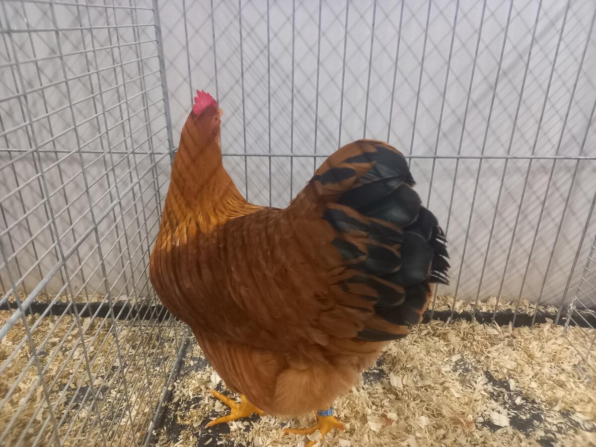 Bruteier New Hampshire Gold-Braun 3