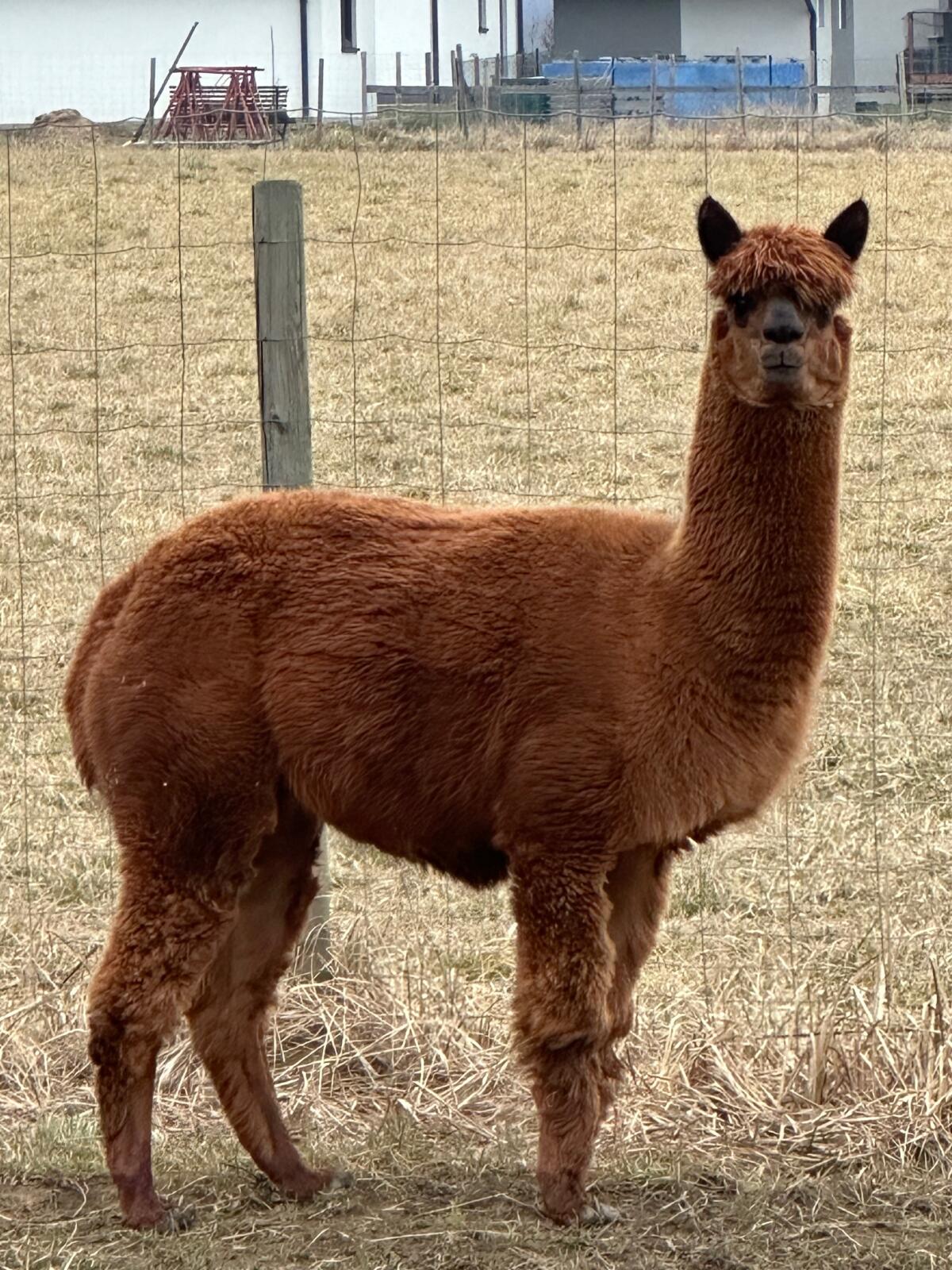 Alpaka-Hengste 2