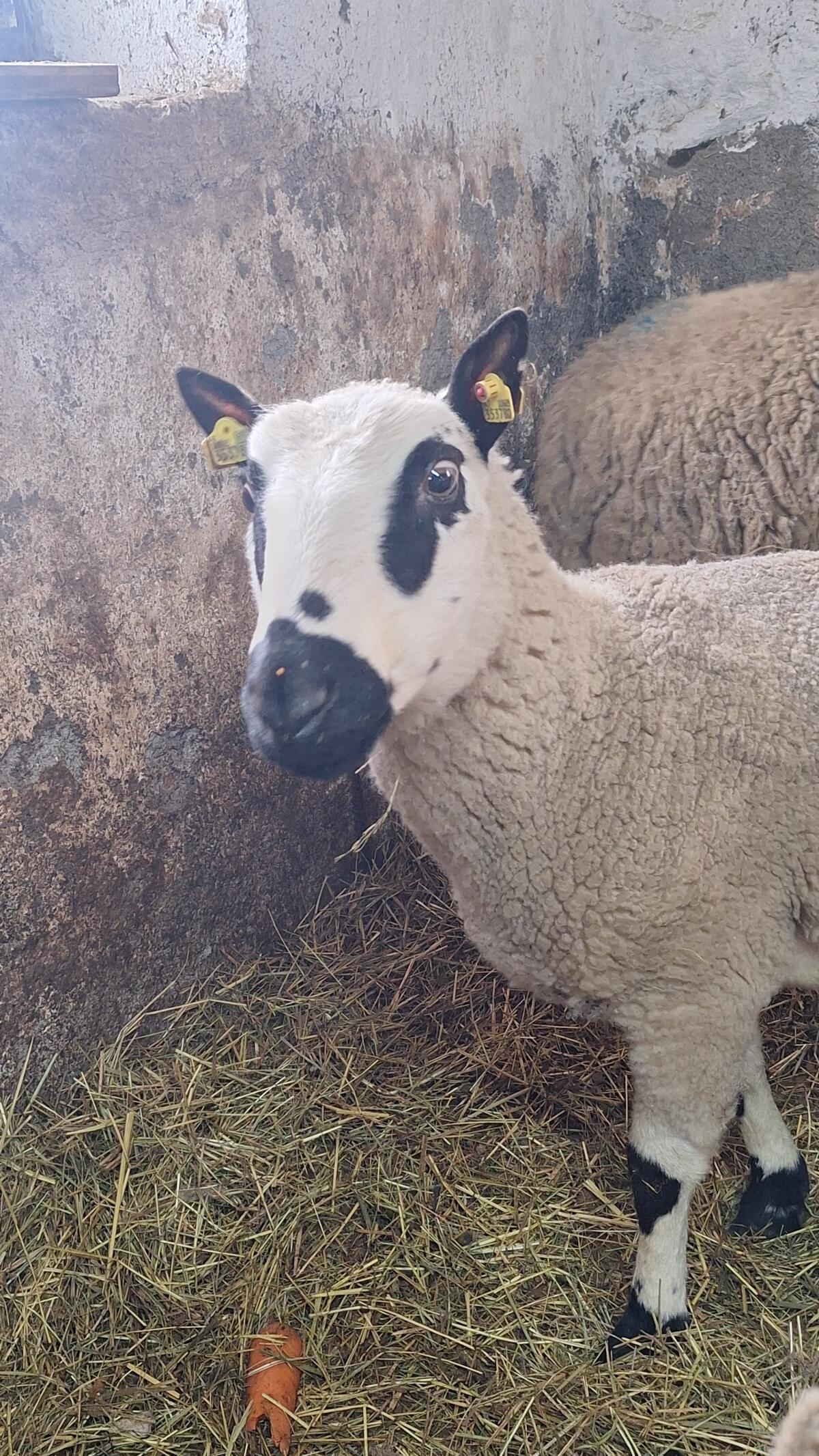 Kerry Hill Zuchtteam 2