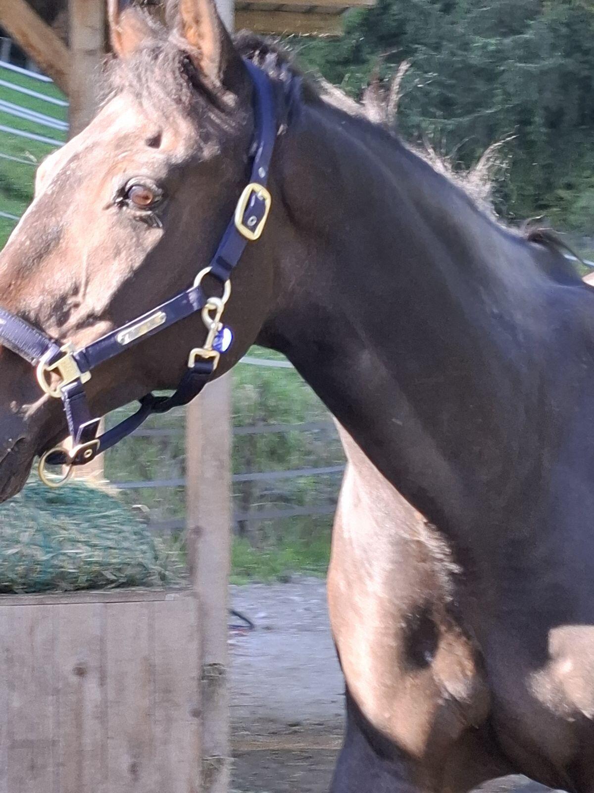 Herausforderung gesucht? 2