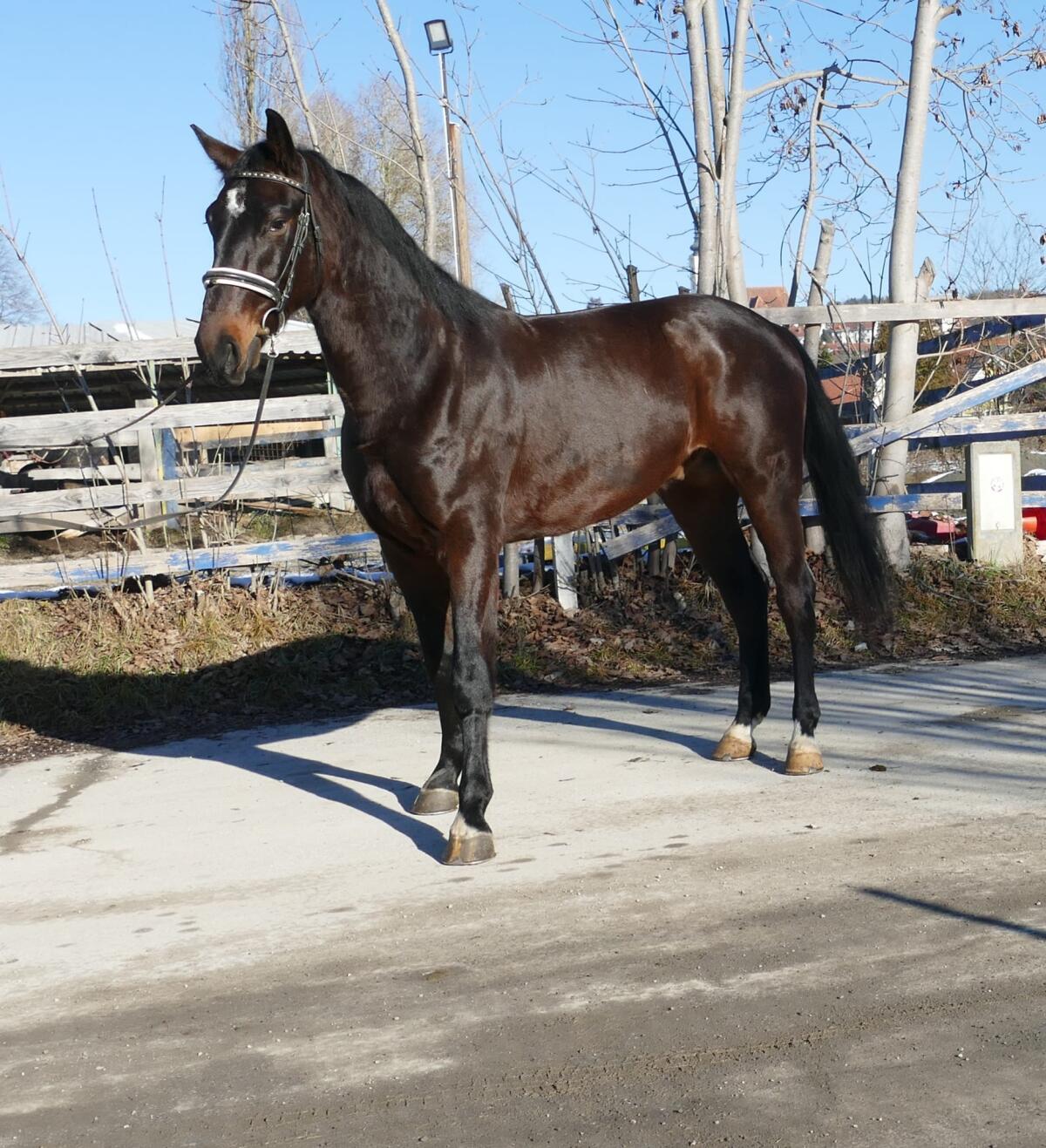 Eleganter Rappe Polnischer Warmblüter Wielkopolski 2