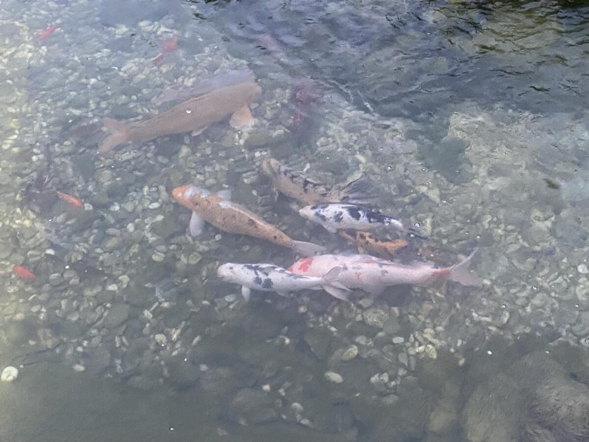 Koi Karpfen - Süßwasserfische 3