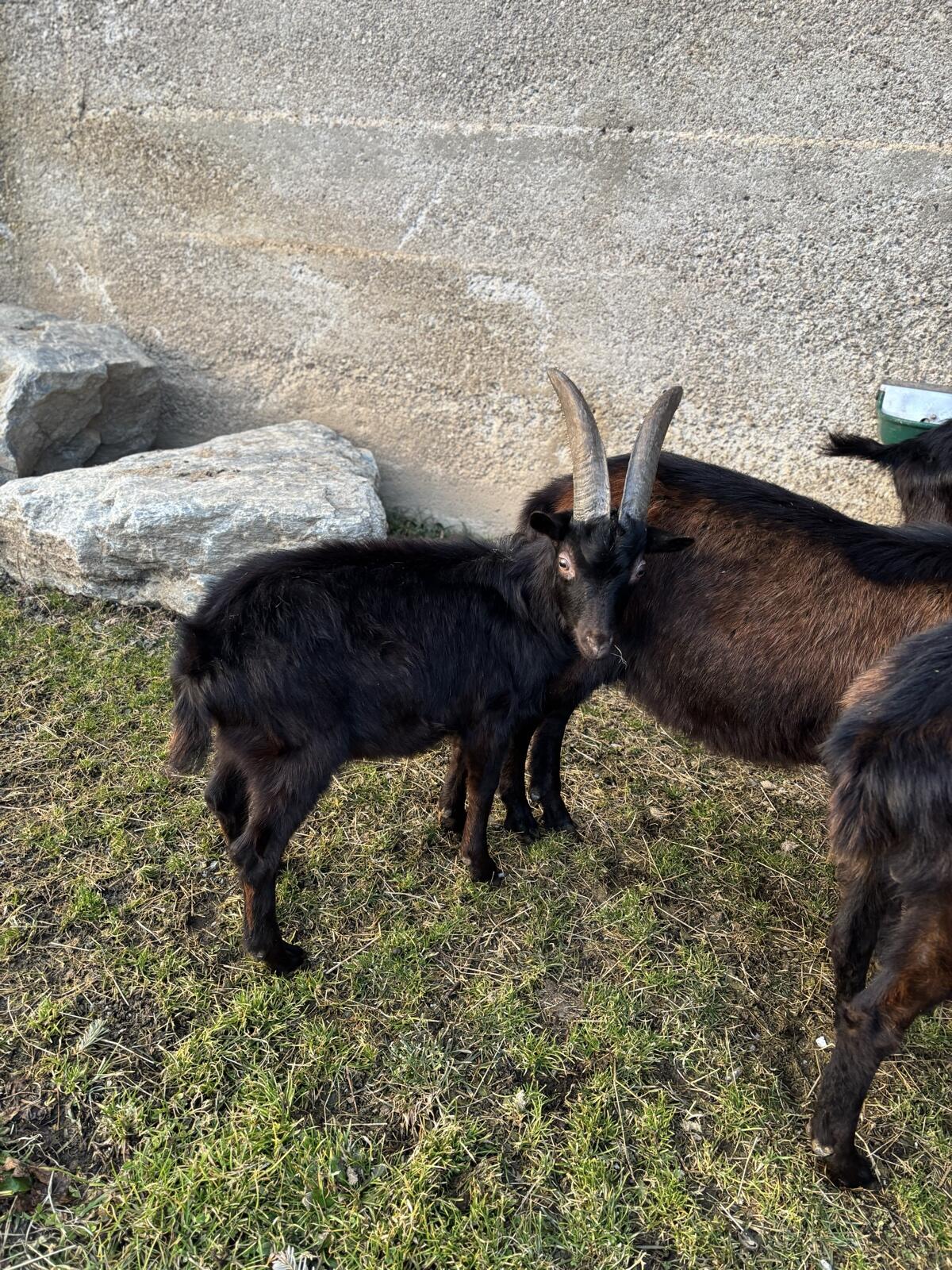 Aosta Böcke und Jungböcke 3