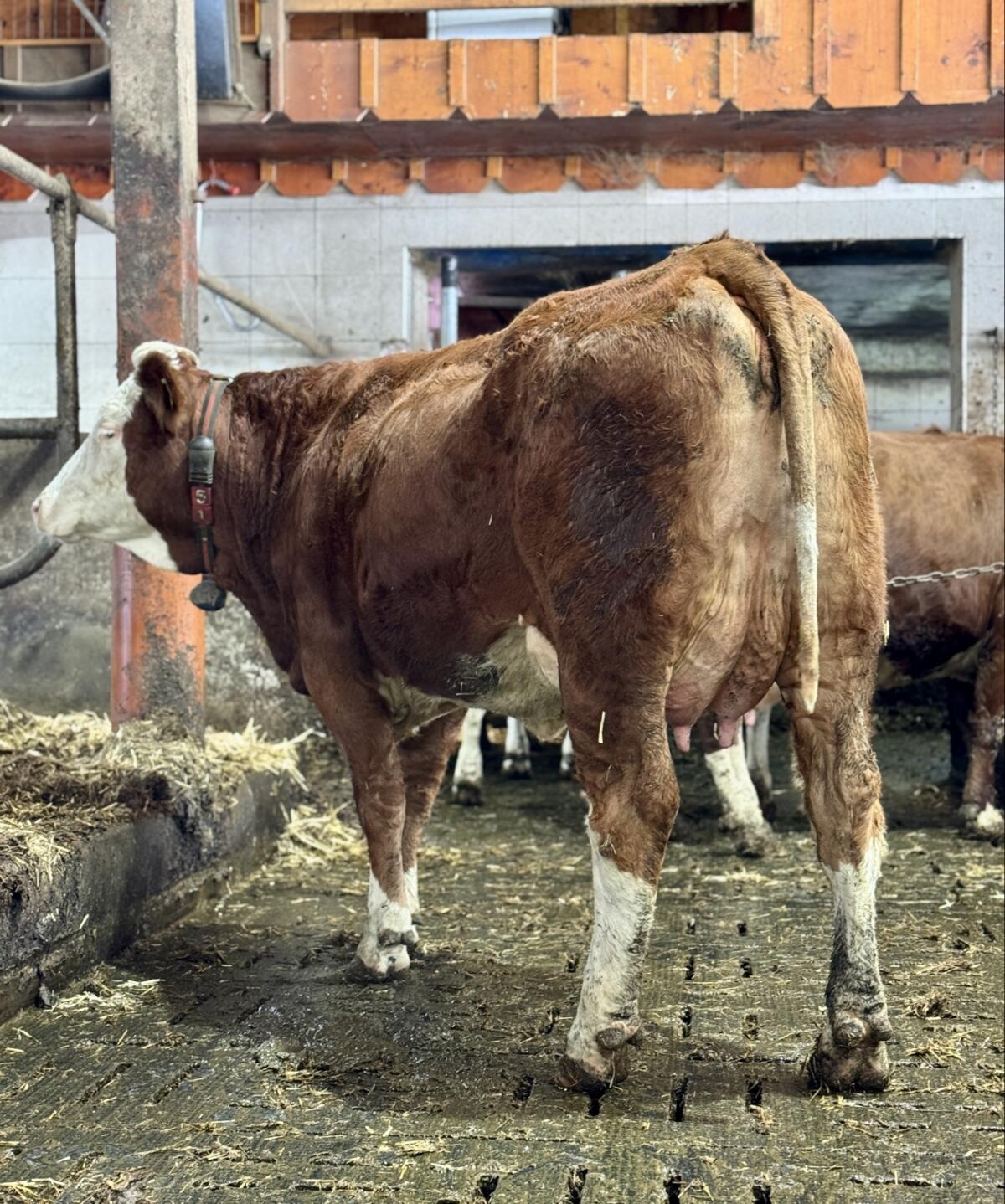 Erstkalbskuh aus dem Betrieb Moitzi in Obdach 2