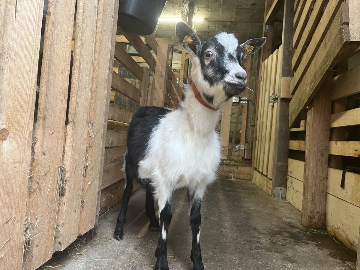 Pfauenziegen-Pärchen 2