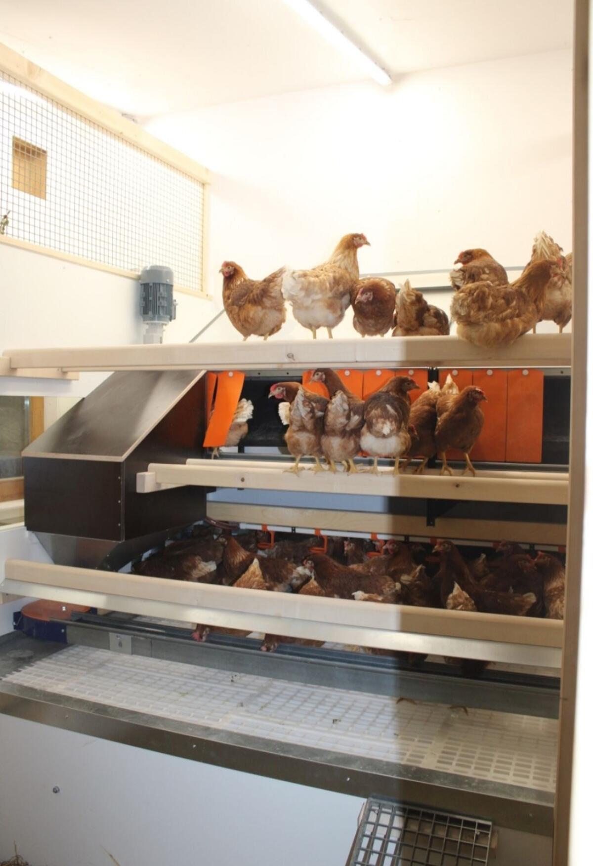 Legehennen / Suppenhühner 2