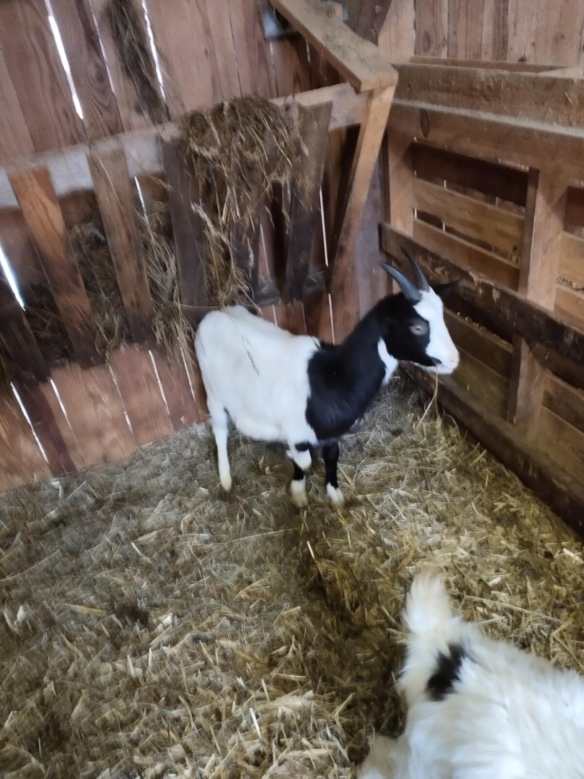 Walliser Schwarznasen und Tauernschecken Ziegen 2