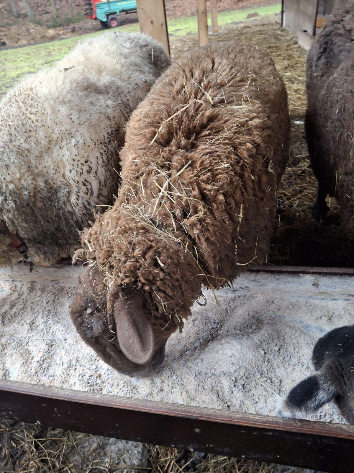Verkaufe Jura Schaf Widder 3