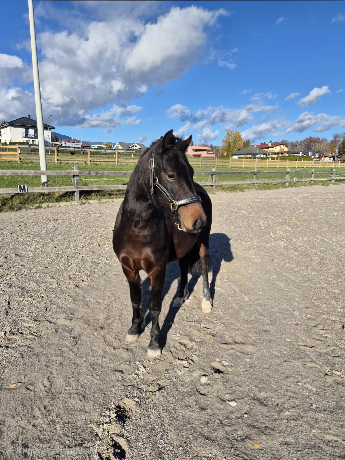 125 cm Kinderpony Wallach, Welsh C 3