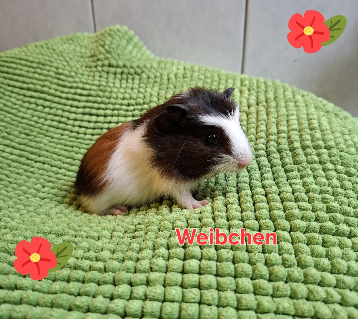 Süße Meerschweinchen 2