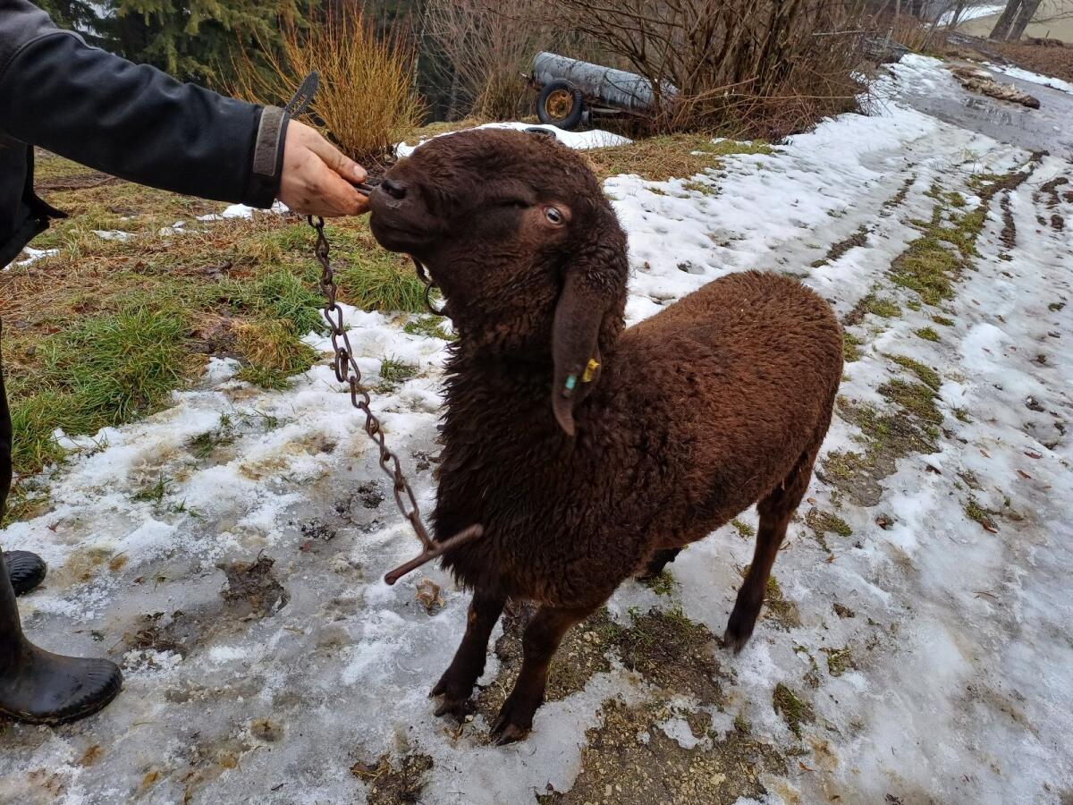 Brauner Bergschafbock 3