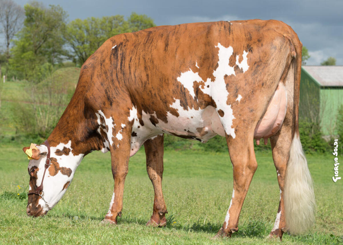 Das Normande Rind, der Garant für höchste Wirtschaftlichkeit! 2