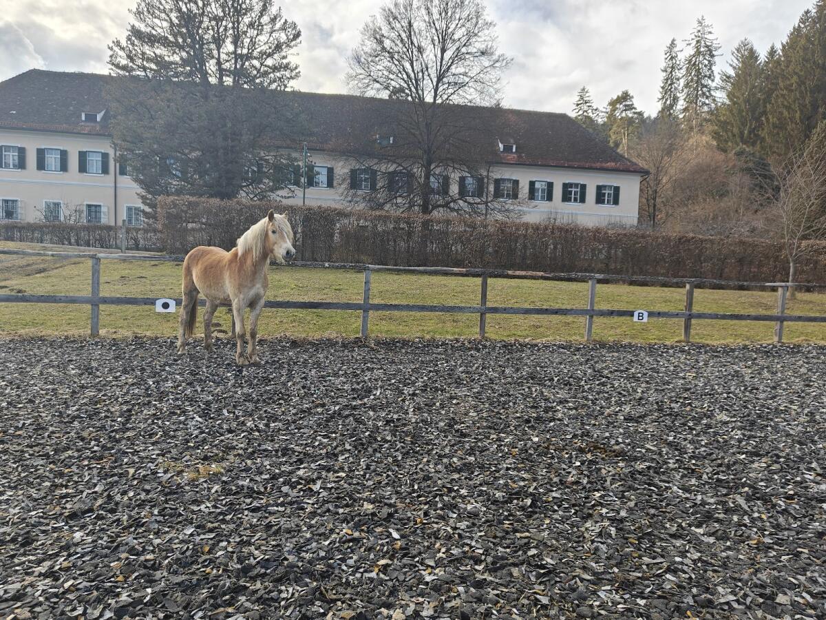 Fast 2-jährige Haflinger Stute von NON STOP 2