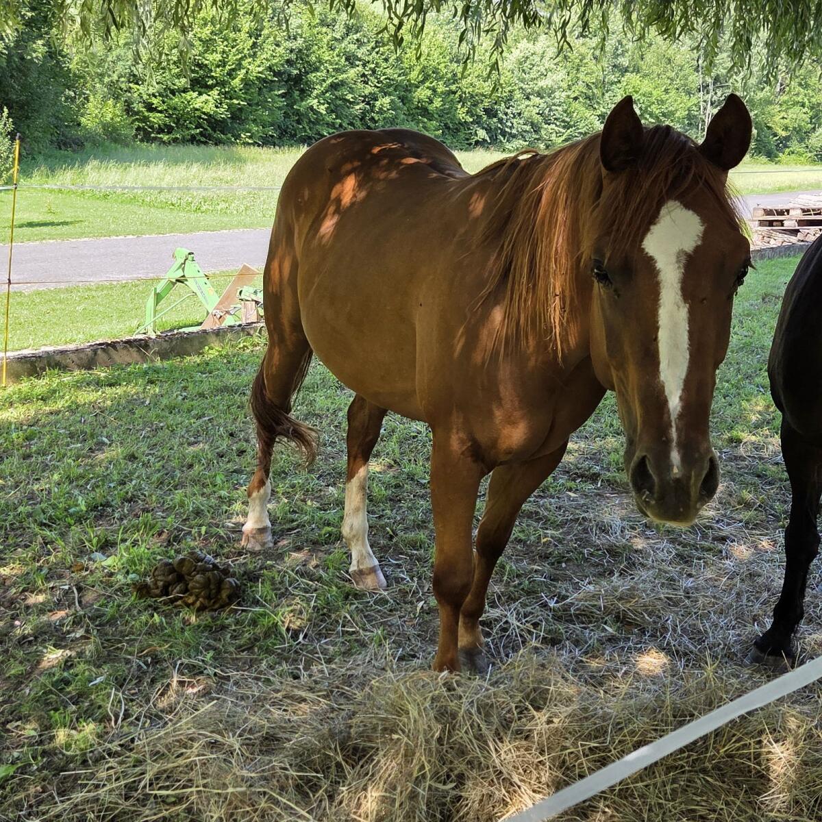 Hübsche 3-jähr. Quarterstute 2