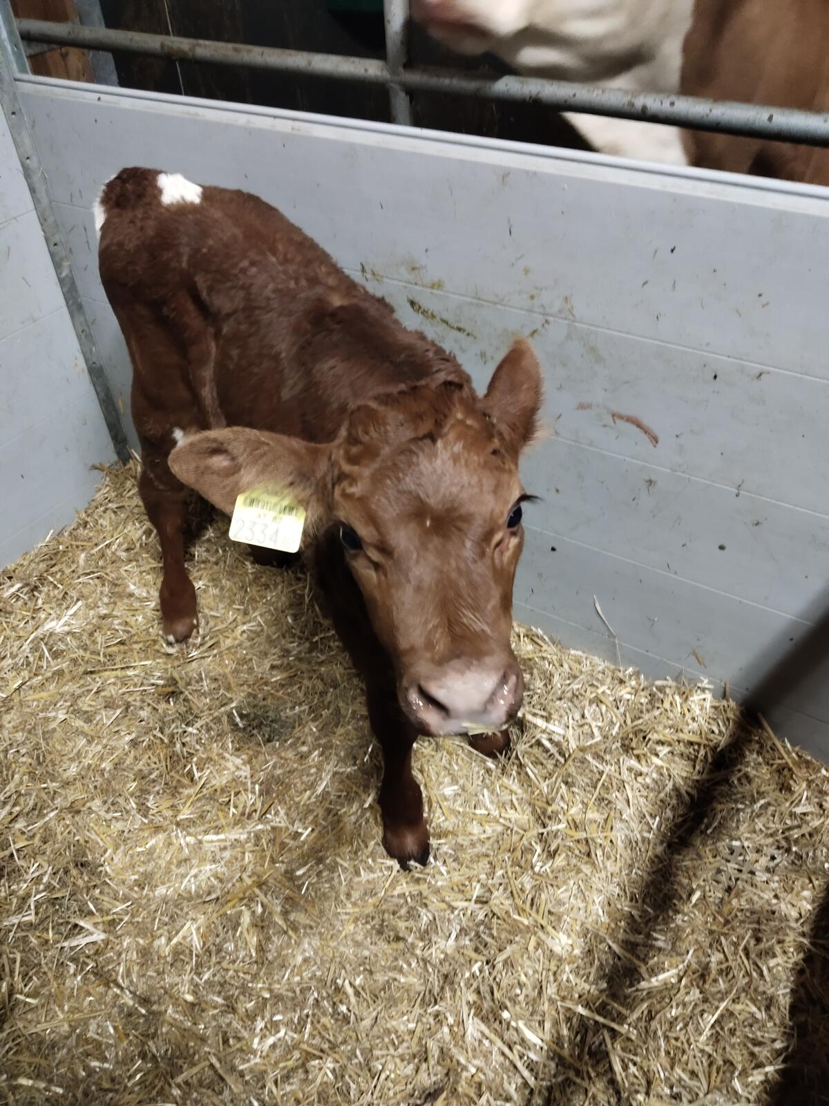 Kalb weiblich 2