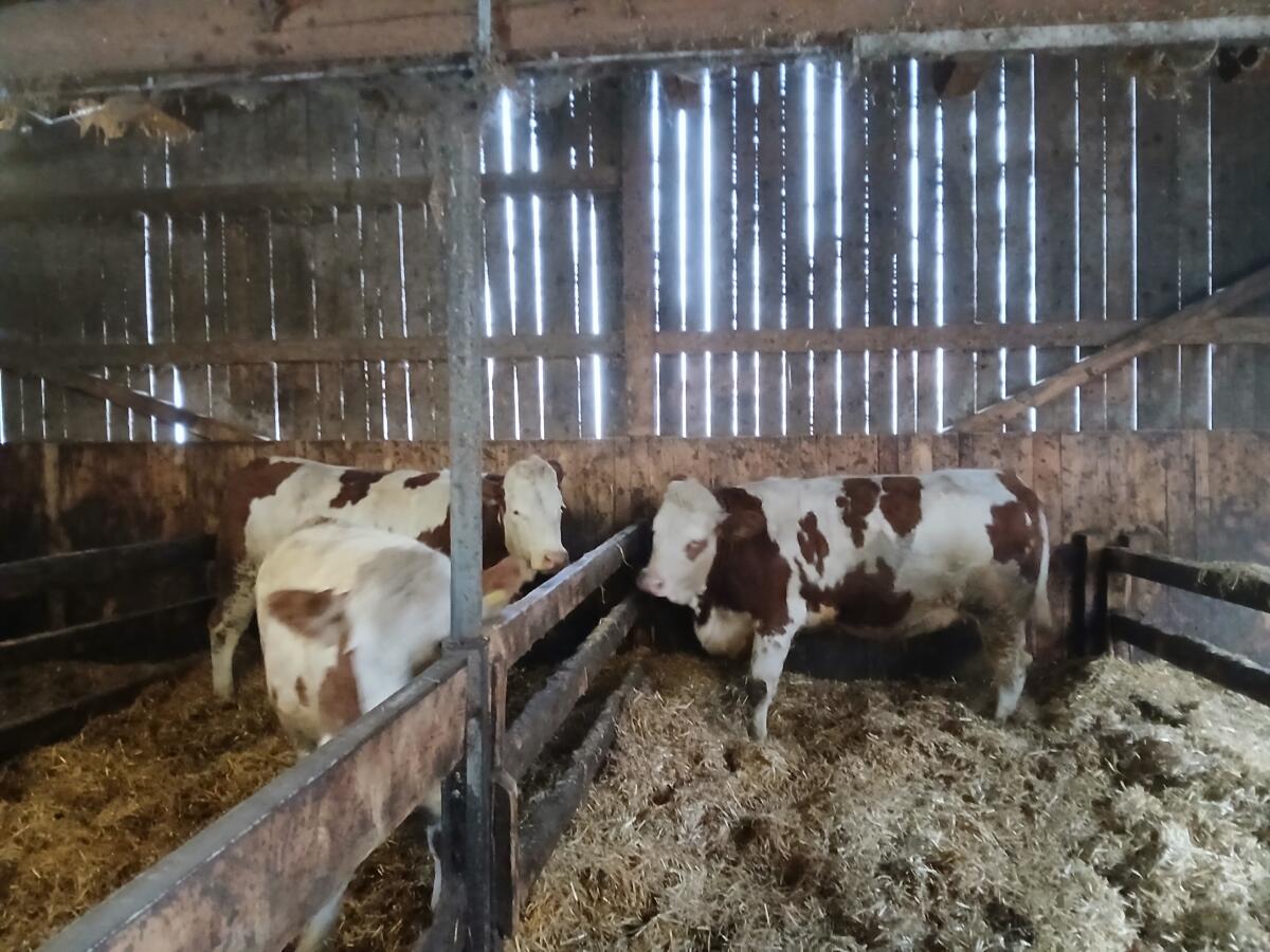 2 trächtige Fleckviehkalbinnen zu verkaufen 3