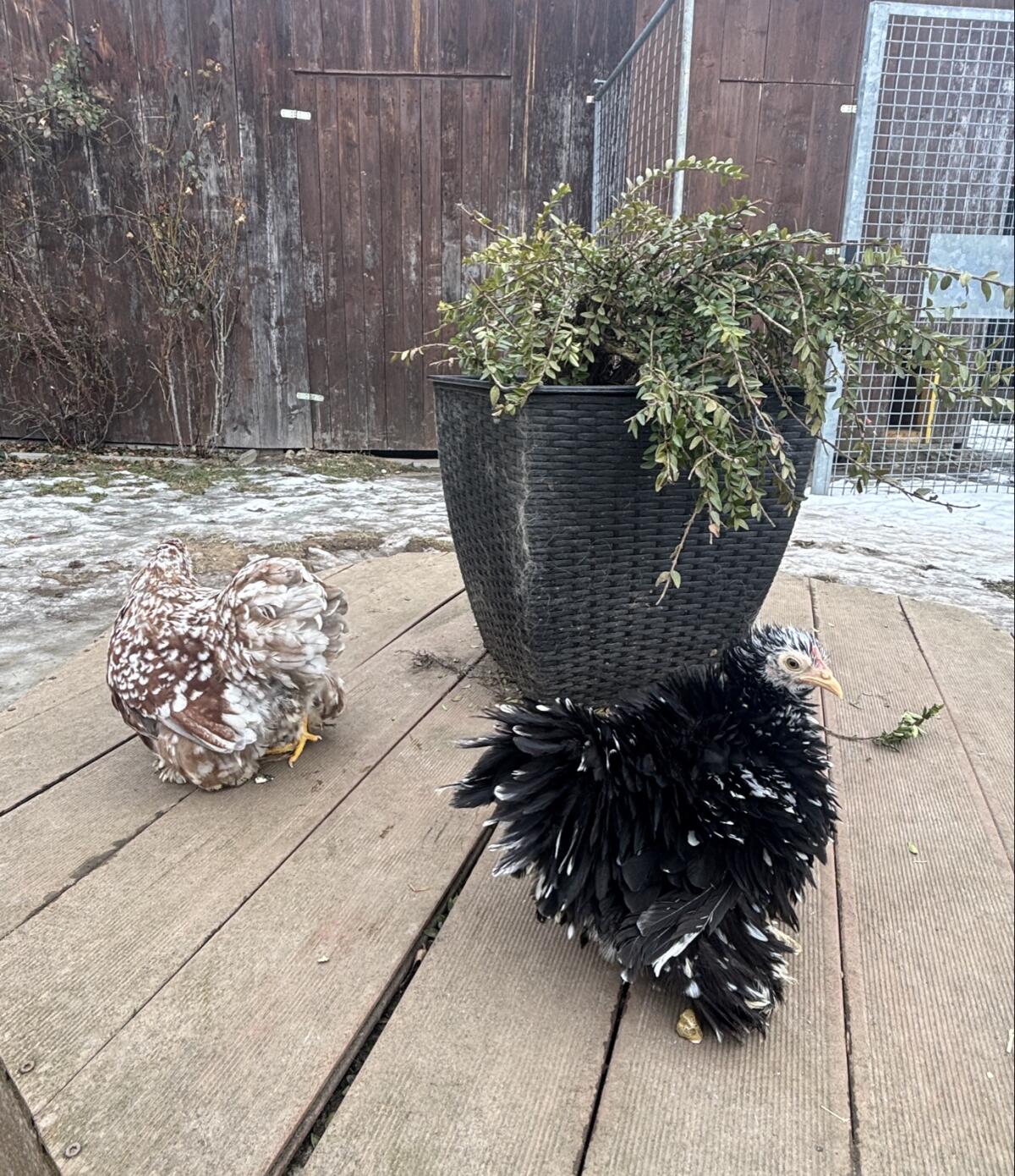 Rassehühner, Zwerg Cochin, Zwerg Haubenhühner, Zwerg Wyandotten 3