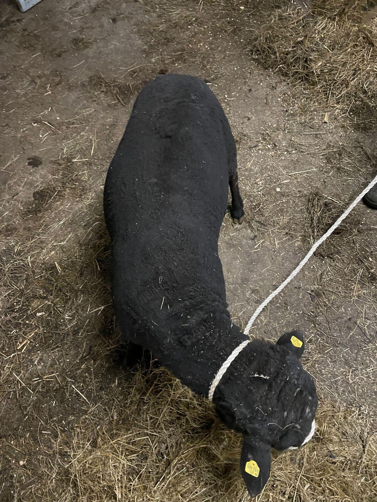 Jura Widder Schafbock Schafe 2