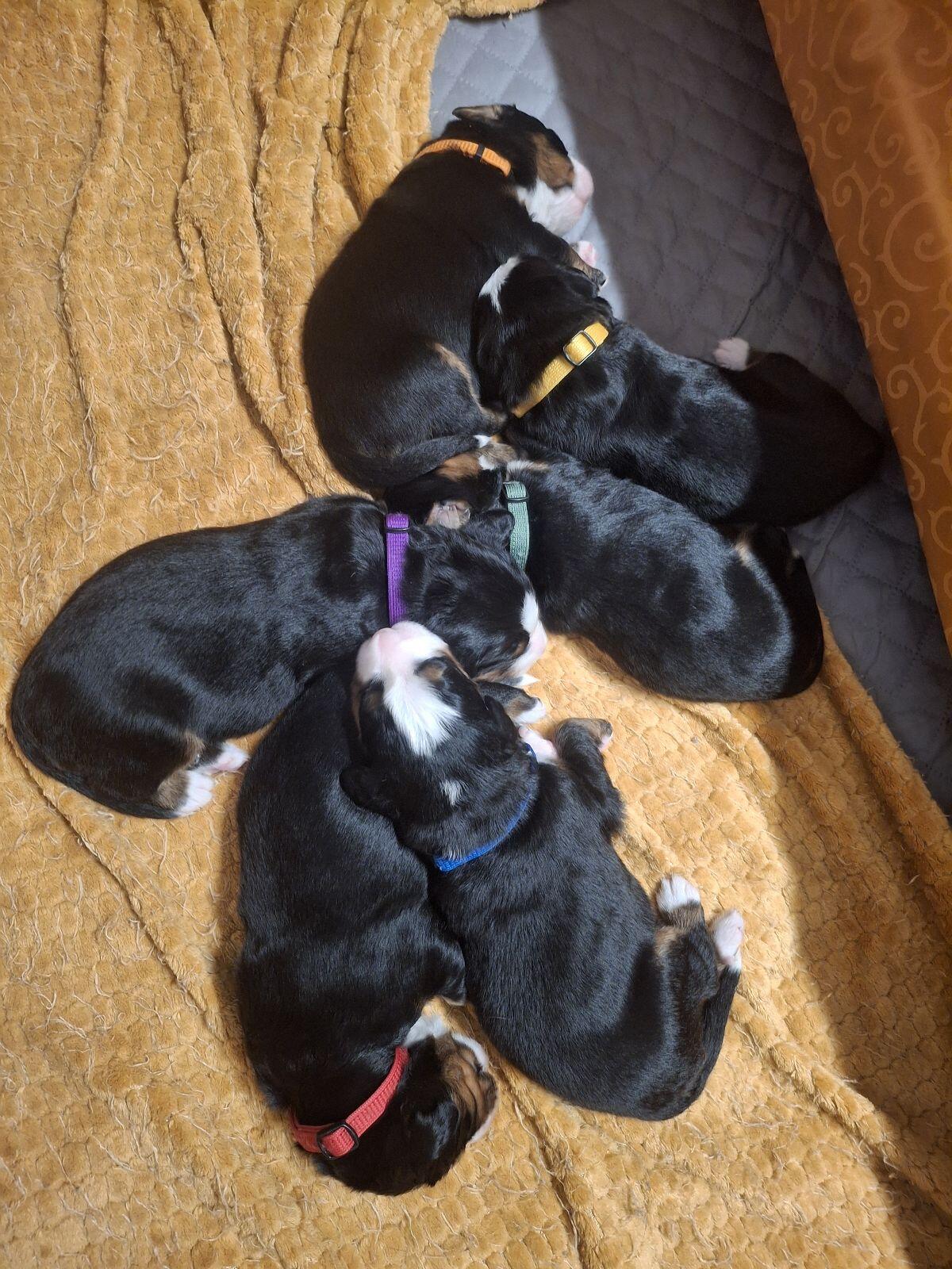 Berner Sennen Welpen 3