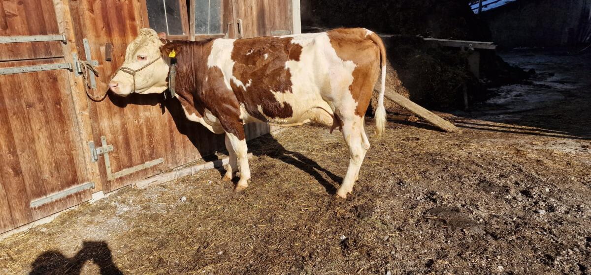 Bio Erstlingskuh und Bio Kuh zu verkaufen 3