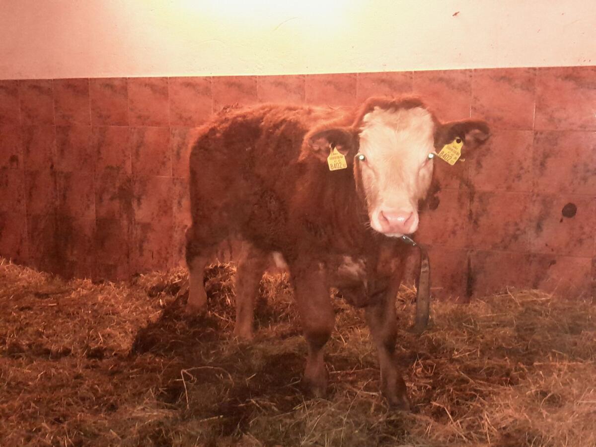 2 Bio-Mutterkuh-Einsteller männlich 3