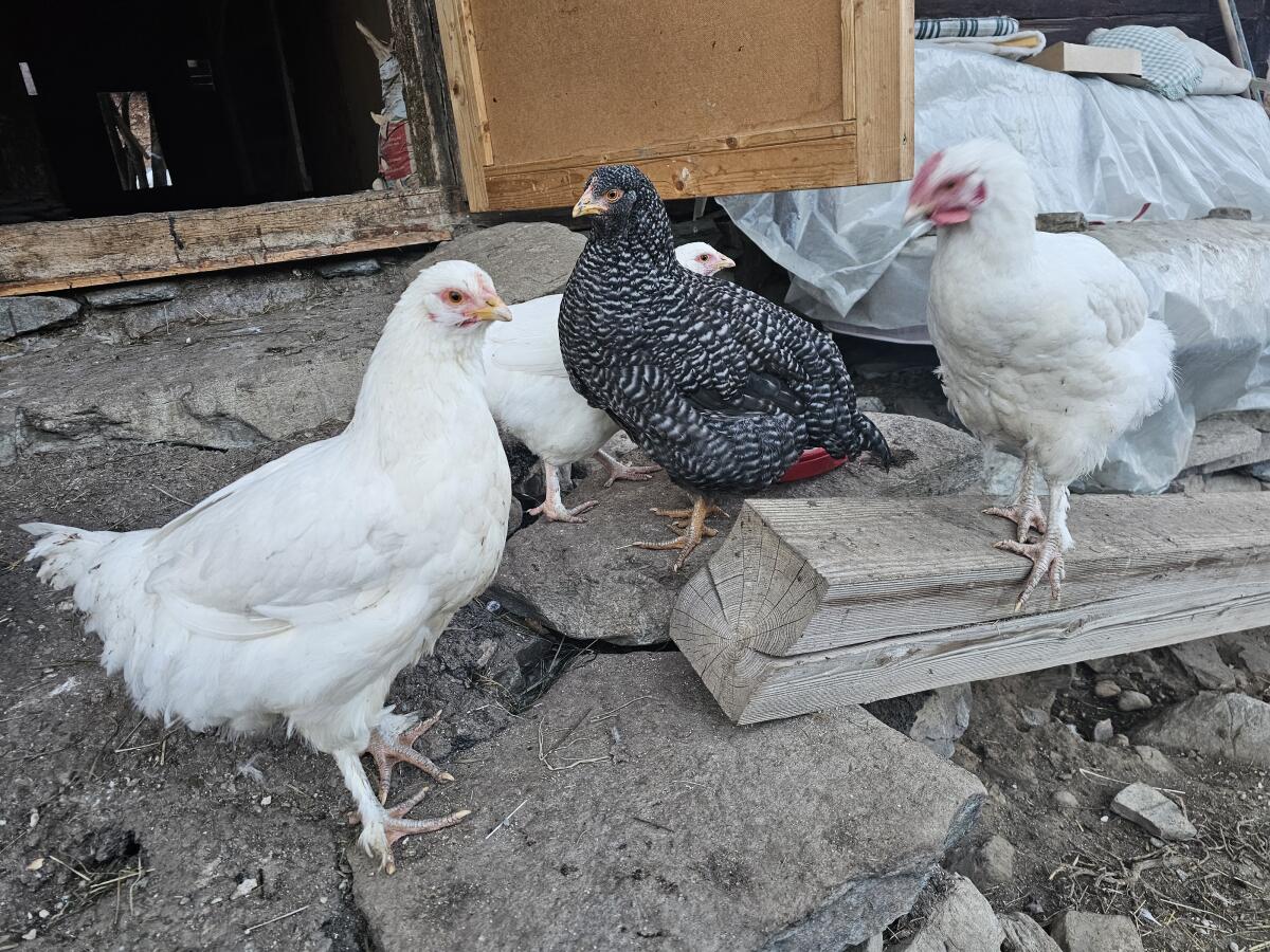 Mechelner Junghennen suchen neues Zuhause 3